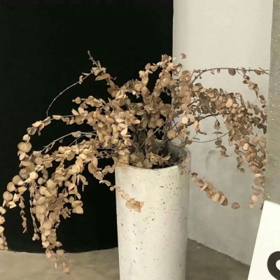 兽设海洋元素设计FurryQQ群